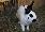 Hasen1